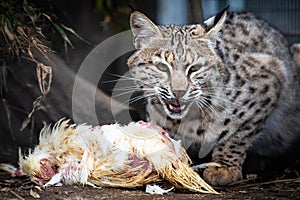 Eurasian lynx: A majestic big cat in the Czech Republic