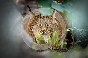 Eurasian lynx: A majestic big cat in the Czech Republic