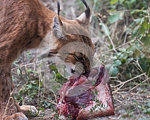 Eurasian lynx, a medium-sized wild cat bites into a piece of raw meat. Animals in the wildlife. Close up