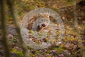 Eurasian lynx in the nature habitat