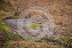 Eurasian lynx in the nature habitat