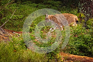 Eurasian lynx in the nature habitat