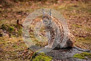 Eurasian lynx in the nature habitat