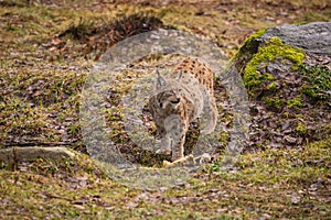 Eurasian lynx in the nature habitat