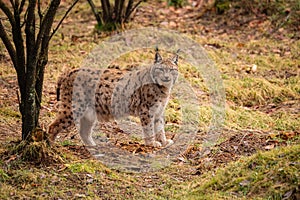 Eurasian lynx in the nature habitat