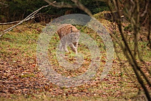 Eurasian lynx in the nature habitat