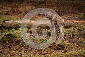 Eurasian lynx in the nature habitat