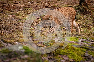 Eurasian lynx in the nature habitat