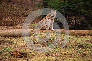 Eurasian lynx in the nature habitat