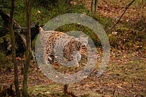 Eurasian lynx in the nature habitat