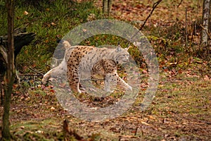 Eurasian lynx in the nature habitat