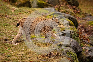 Eurasian lynx in the nature habitat