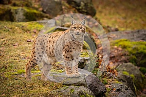 Eurasian lynx in the nature habitat