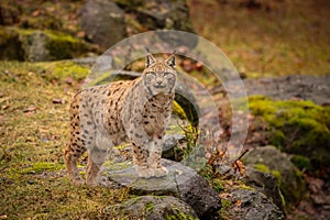 Eurasian lynx in the nature habitat