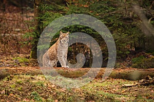 Eurasian lynx in the nature habitat