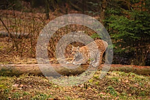 Eurasian lynx in the nature habitat