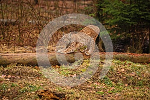 Eurasian lynx in the nature habitat