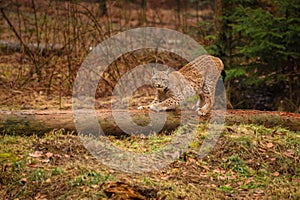 Eurasian lynx in the nature habitat