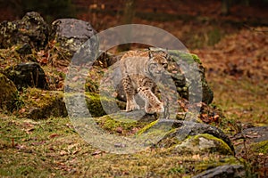 Eurasian lynx in the nature habitat