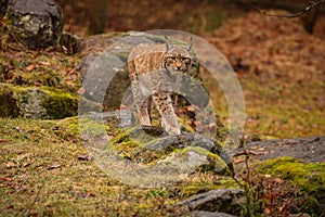 Eurasian lynx in the nature habitat