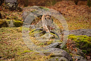 Eurasian lynx in the nature habitat