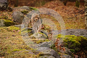 Eurasian lynx in the nature habitat