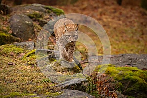 Eurasian lynx in the nature habitat