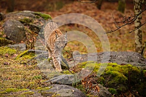 Eurasian lynx in the nature habitat