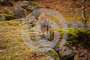 Eurasian lynx in the nature habitat