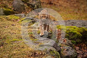 Eurasian lynx in the nature habitat