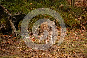 Eurasian lynx in the nature habitat