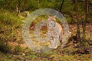 Eurasian lynx in the nature habitat