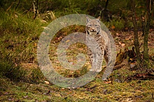 Eurasian lynx in the nature habitat