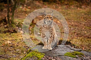 Eurasian lynx in the nature habitat