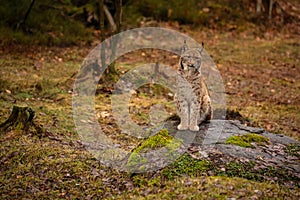 Eurasian lynx in the nature habitat