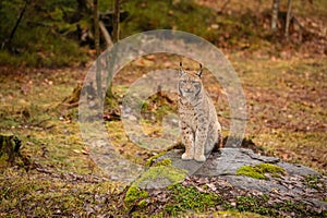 Eurasian lynx in the nature habitat