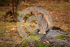 Eurasian lynx in the nature habitat