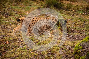 Eurasian lynx in the nature habitat