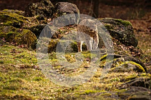 Eurasian lynx in the nature habitat