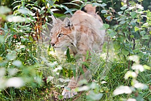 Eurasian lynx