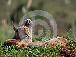 Eurasian Lynx outdoo habitat lynx lynx