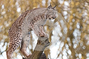 Eurasian Lynx