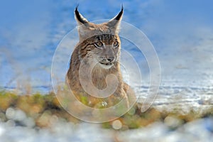 Eurasian Lynx, portrait of on snow in winter