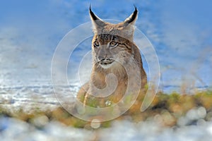 Eurasian Lynx, portrait of on snow in winter