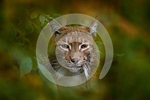 Eurasian Lynx, portrait of wild cat hidden in orange branch, animal in the nature habitat, Czech Republic, Europe wildlife.