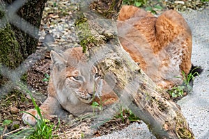 The Eurasian lynx resting in an aviary