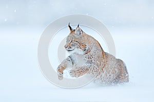 Eurasian Lynx running, wild cat in the forest with snow. Wildlife scene from winter nature. Cute big cat in habitat, cold