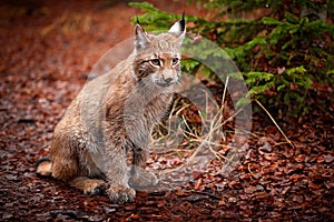 Eurasian lynx sitting in orange leaves. Wild cat from Germany. Bobcat among the trees. Hunting carnivore in autumn grass. Lynx in