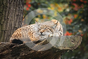 Eurasian lynx sleeping on a tree