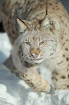 A Eurasian Lynx in Snow